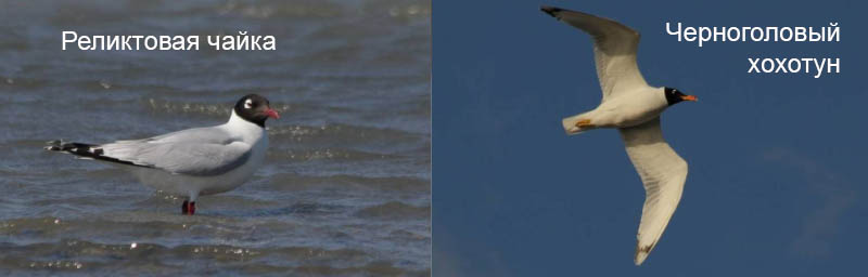 Реликтовая чайка и Черноголовый хохотун