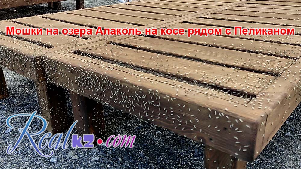 Мошкара на пляже возле Пеликана на Алаколе