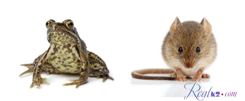 Дикие животные в вашем номере