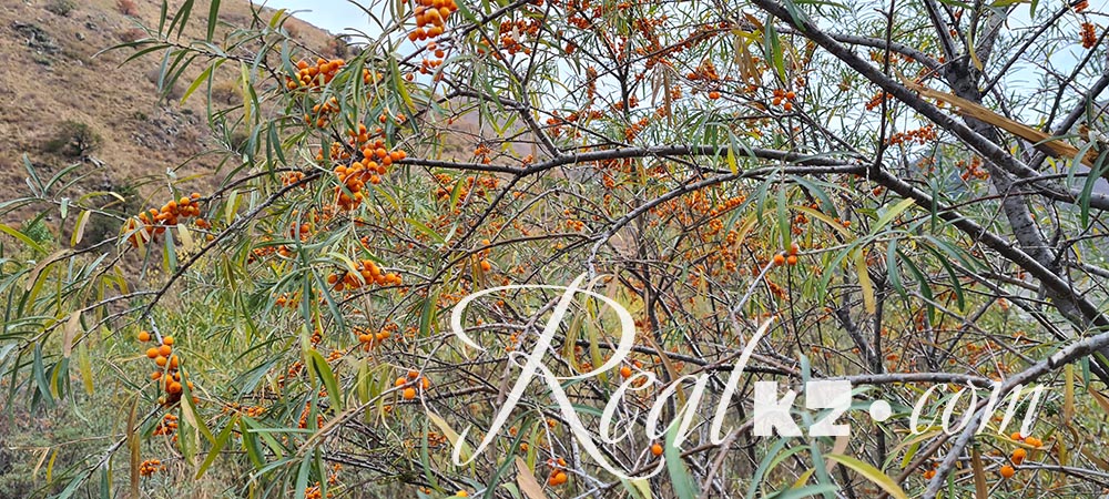 плоды облепихи в ущелье