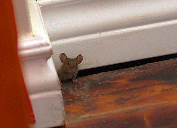 Рыбалка на Алаколе