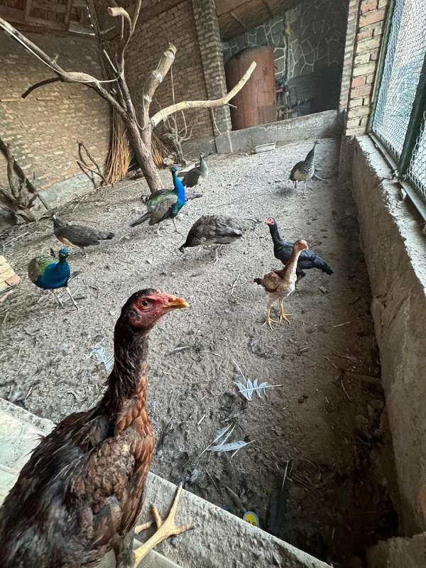 Зона отдыха Кашгар