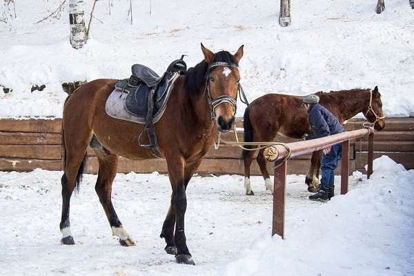 Oi-Qaragai Лесная Сказка цены на домики