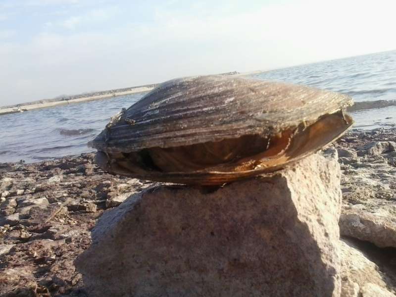 Медведь зона отдыха на Капчагае