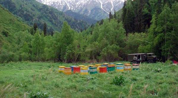 Турбаза Бурхан-Булак