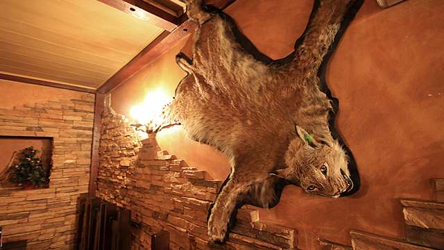 Кабачок Горыныч