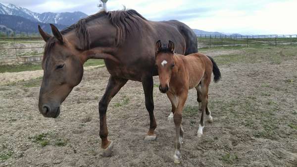 Конноспортивный комплекс Almaty Horse and Polo Club