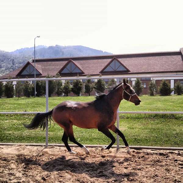 Конноспортивный комплекс Almaty Horse and Polo Club
