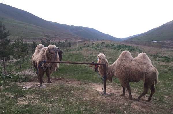 Зона отдыха Нурлытау и форелевое хозяйство