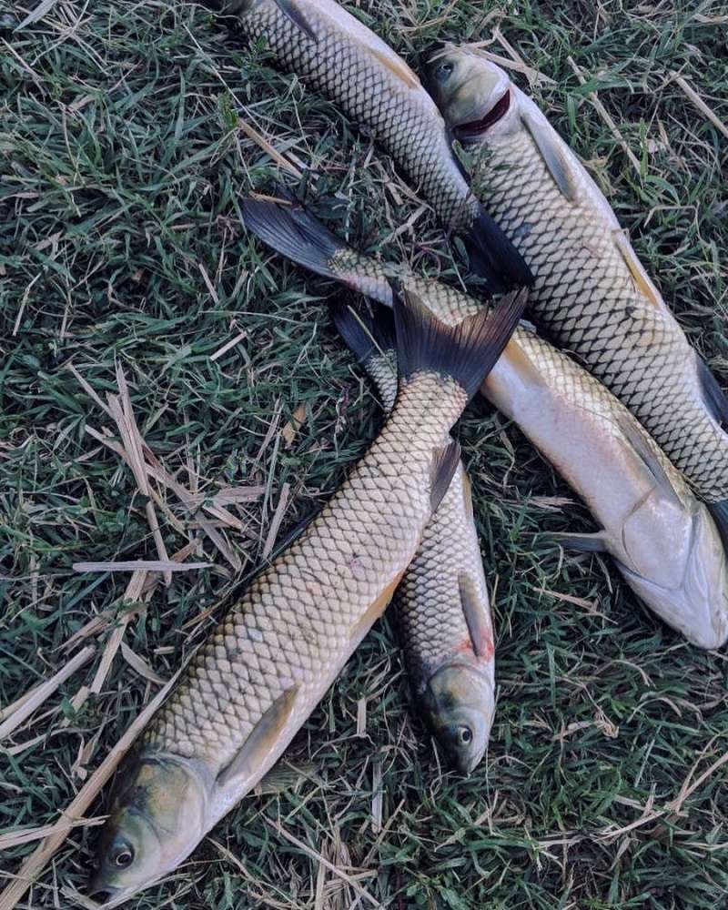 Усадьба Акшийская