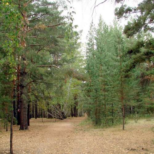 Санаторий Сосновый бор