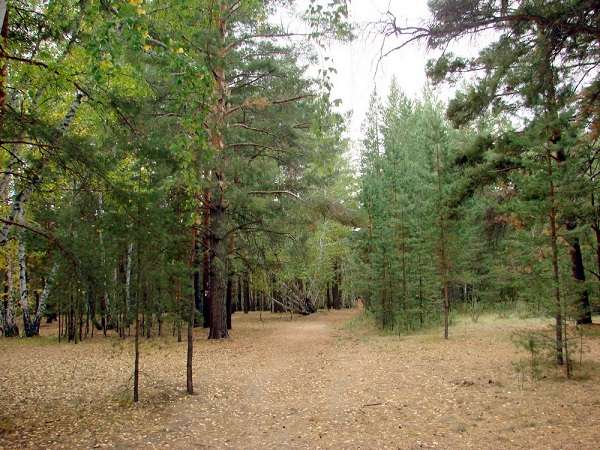 Санаторий Сосновый бор