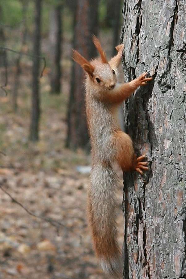Санаторий Сосновый бор