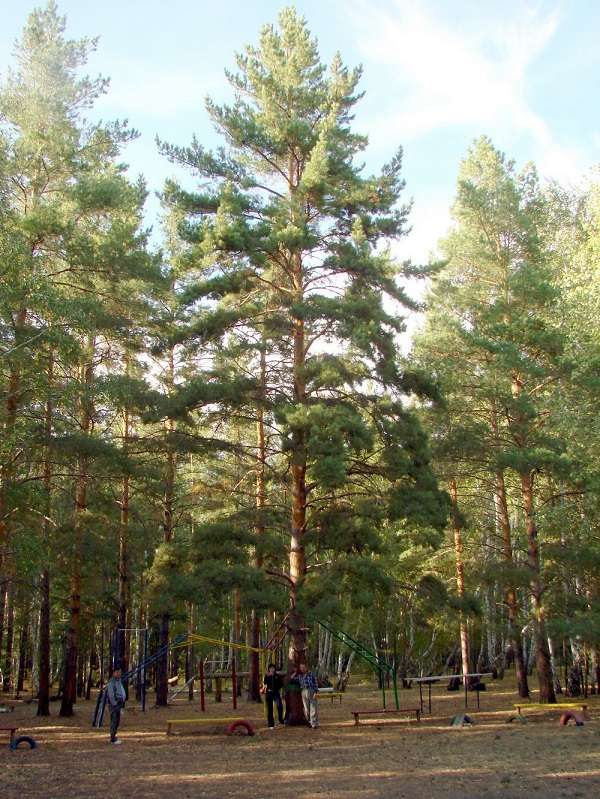 Санаторий Сосновый бор