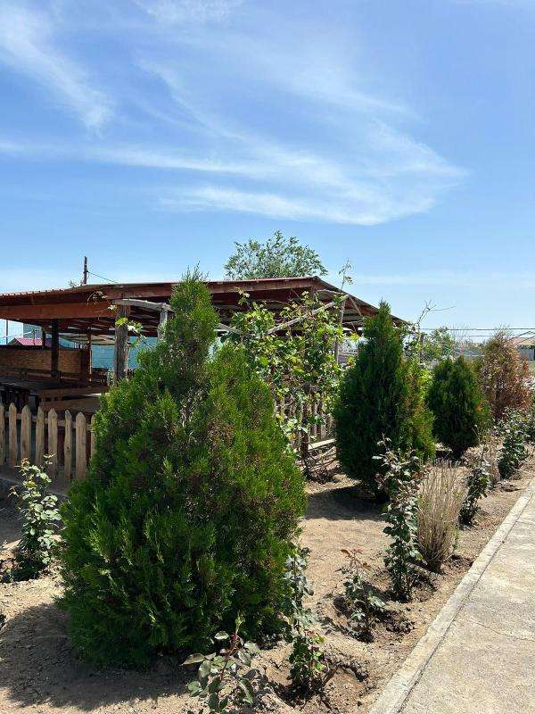 Дария Коктума