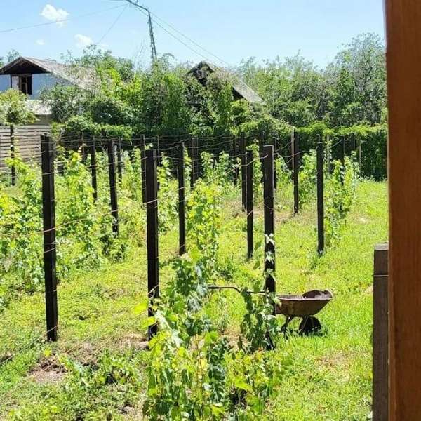 Дача Nada vineyard