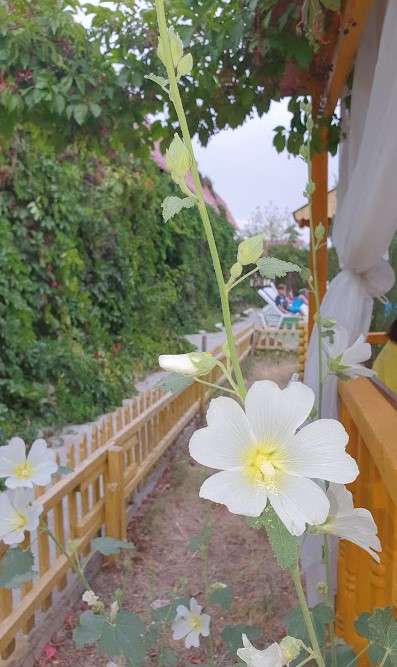 База Отдыха IVA