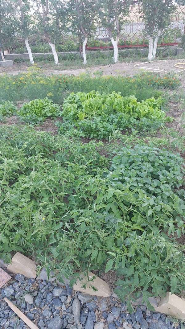 Овощи и фрукты с нашего огорода